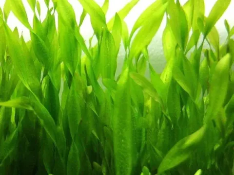 Vallisneria denseserrulata