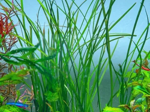Vallisneria nana