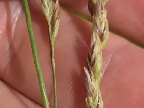 Vaseyochloa