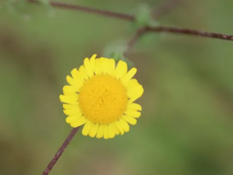 Vicoa auriculata