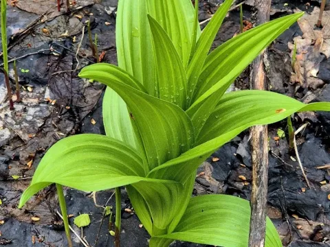 Veratrum lobelianum