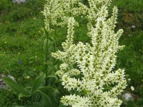 White hellebore