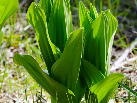 California false hellebore