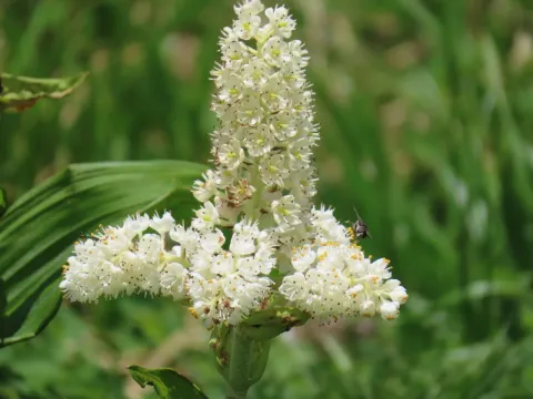 Veratrum stamineum