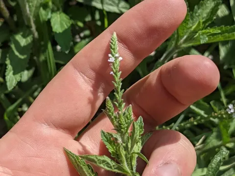 Carolina vervain