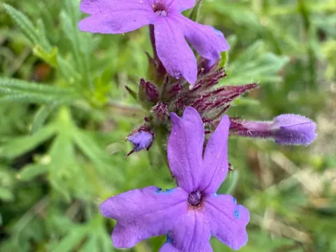 Verbena ciliata