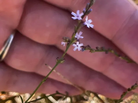 Verbena gracilescens