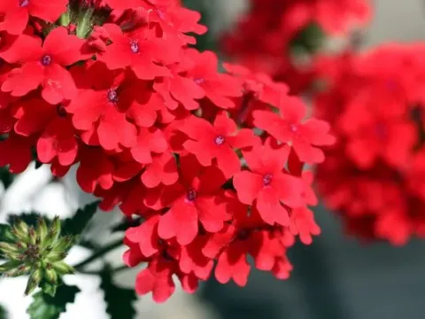 Verbena hybrids
