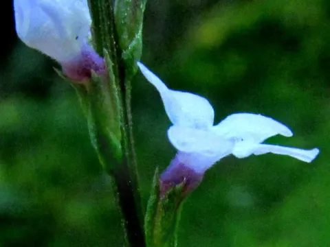 Peppermint verbena