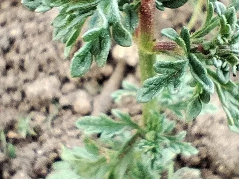 Verbena supina