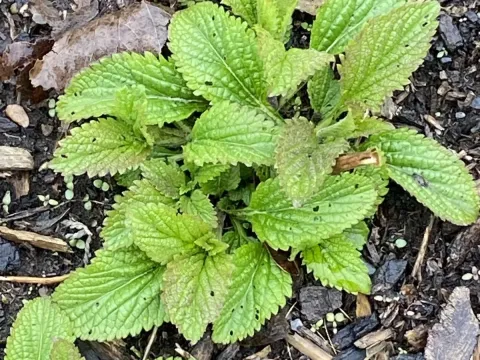 White vervain