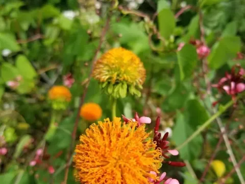 Verbesina fraseri