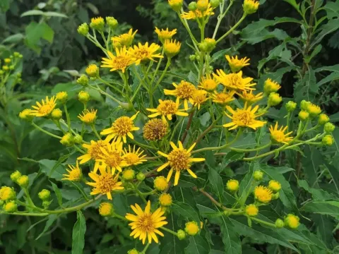 Verbesina persicifolia
