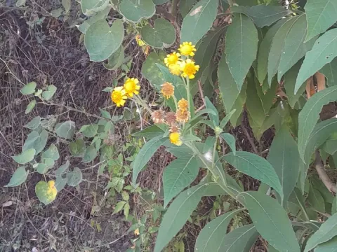 Verbesina subcordata