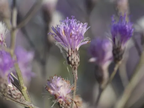 Vernonia incana