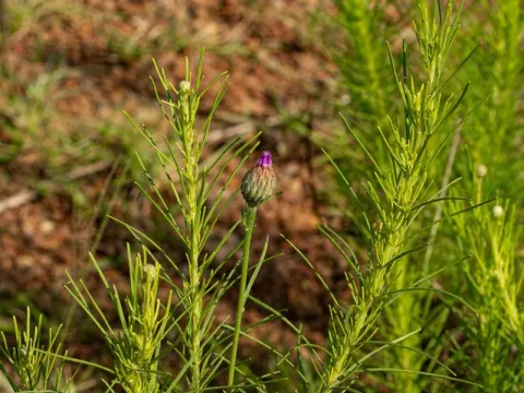 Vernonia perrottetii