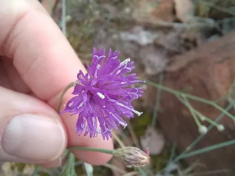 Vernonia poskeana