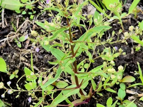Veronica anagalloides