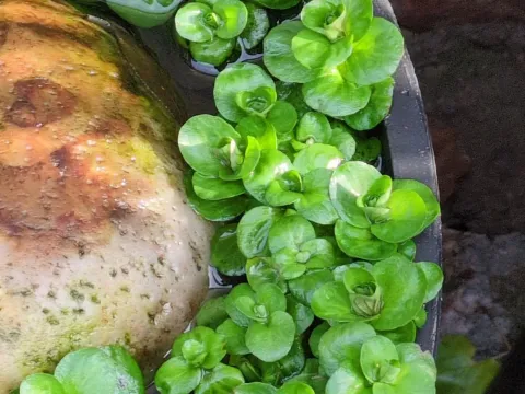 Вероника поручейная