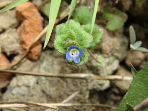 Opacous speedwell