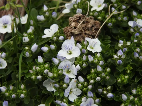 Creeping speedwell
