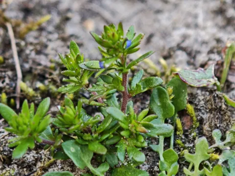 Spring speedwell