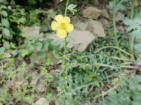 Oriental mullein