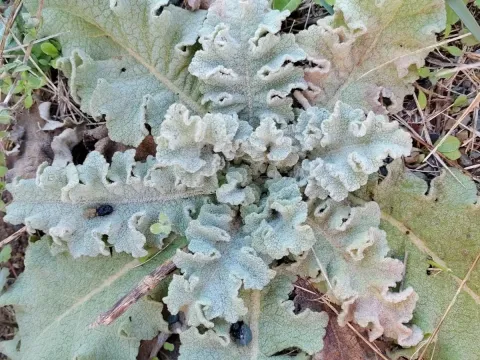 Wavy mullein