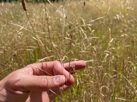 Ventenata