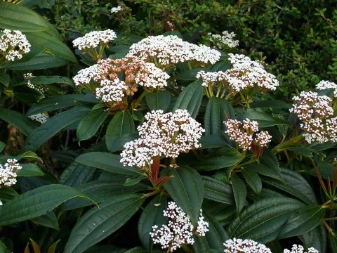 Cinnamon-leaved viburnum