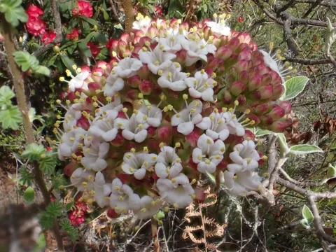 Viburnum cotinifolium