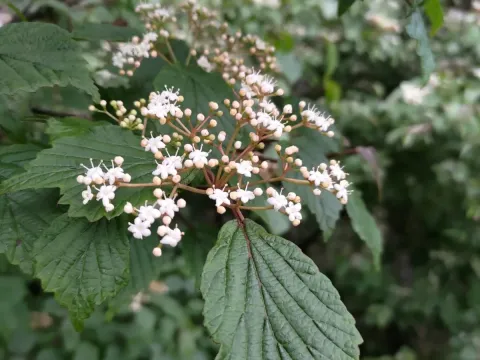 Калина густоцветковая