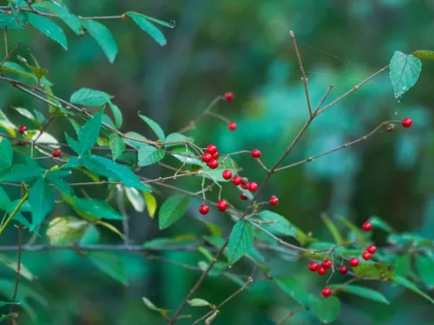 Viburnum ichangense