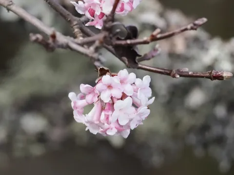 Viburnum foetens