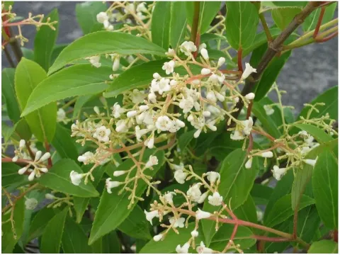 Hillier viburnum