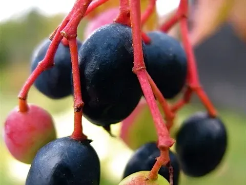 Jack's viburnum