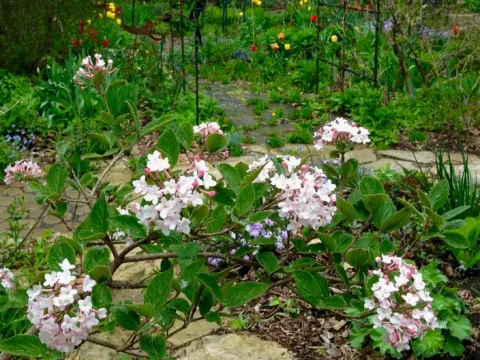 Judd viburnum