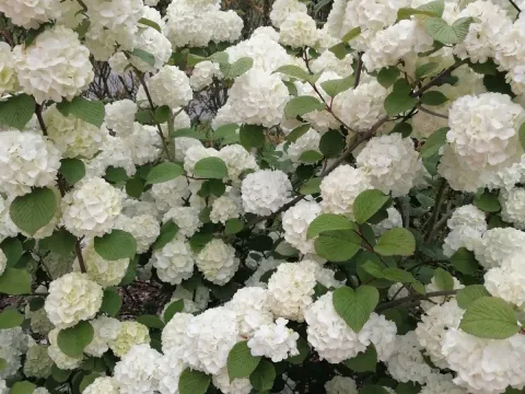 Chinese Snowball Viburnum