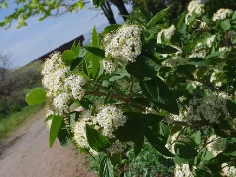Mongolian viburnum