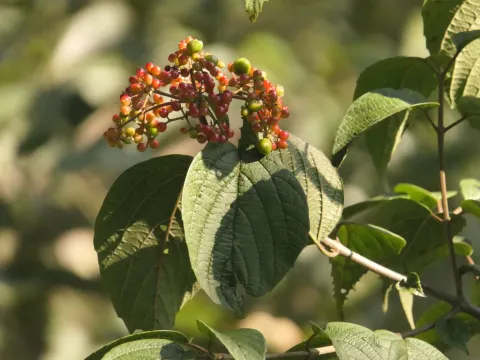 Viburnum mullaha