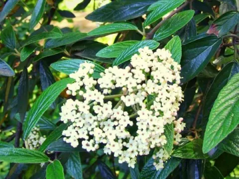Pragense viburnum