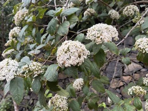 Rigid viburnum