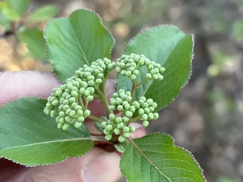 Rusty Blackhaw
