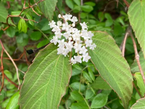 Bristle-stalk viburnum