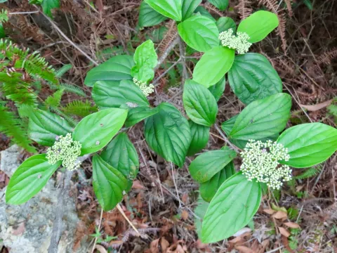 Evergreen viburnum