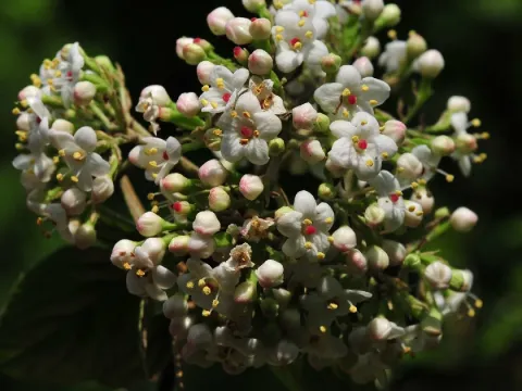 Useful viburnum