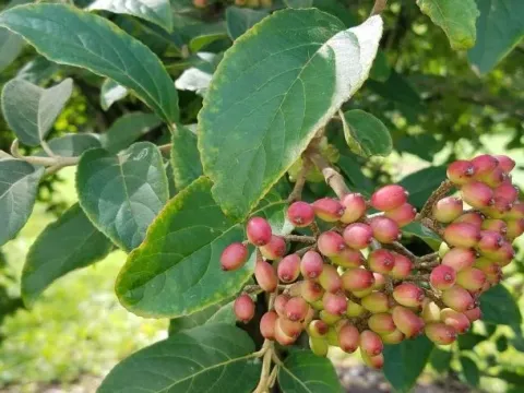 Oriental viburnum