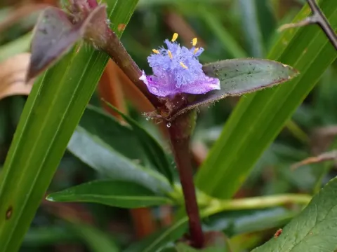 Cyanotis