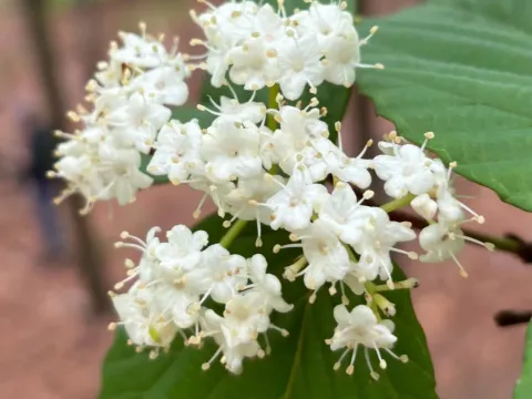 Wright viburnum