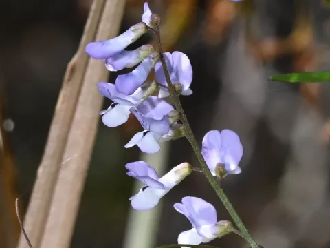 Sharp-leaf vetch